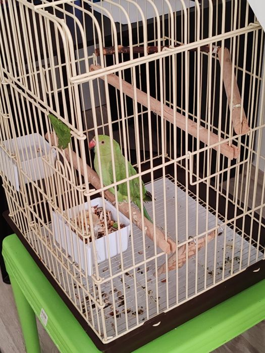 Papagal Micul Alexandru/Alexander