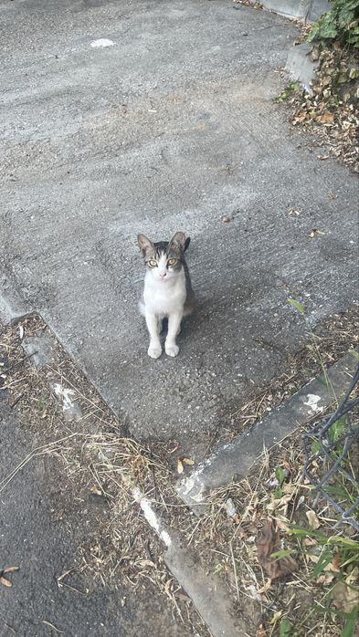 Pui de pisicuta sterilizat