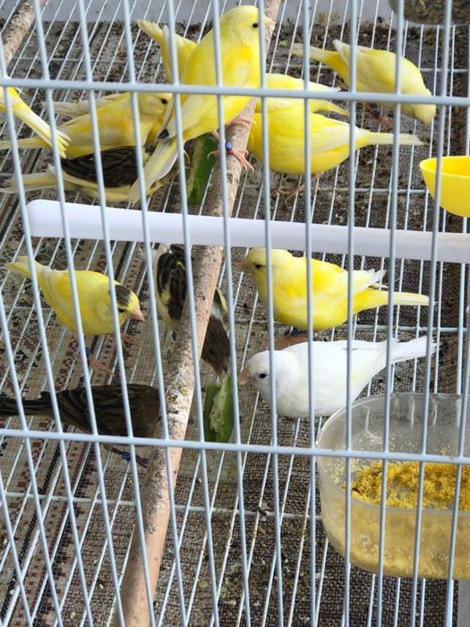 Canari de vanzare