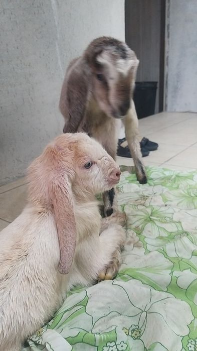 Козлики пароды битал