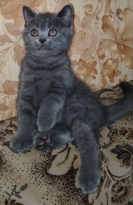 Продаются котята скотиш фолд и скотиш страйк