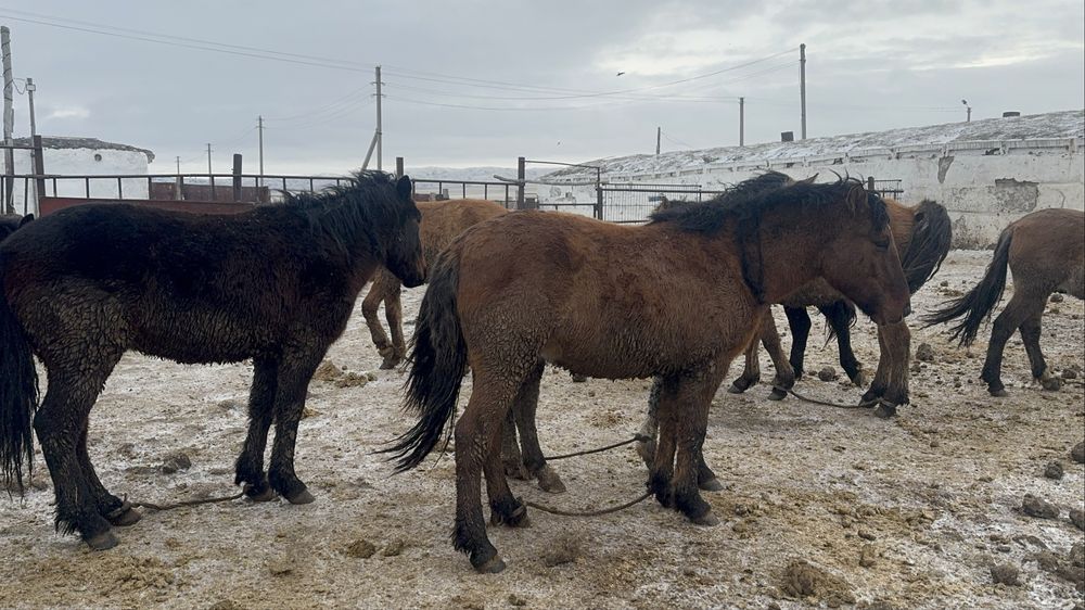 Соғымға жылқылар сатылады