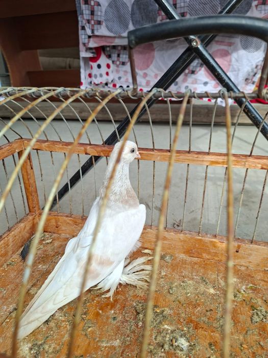 Продам голуби тасман