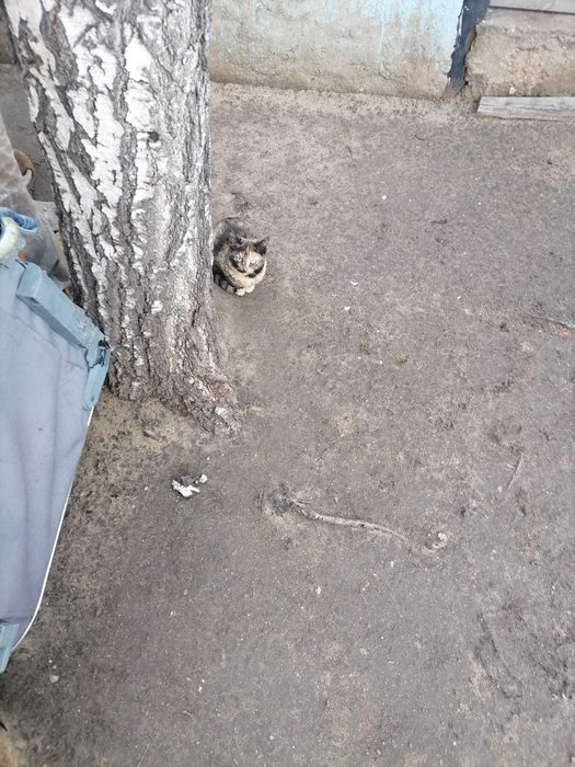 Ищем любящих хозяев