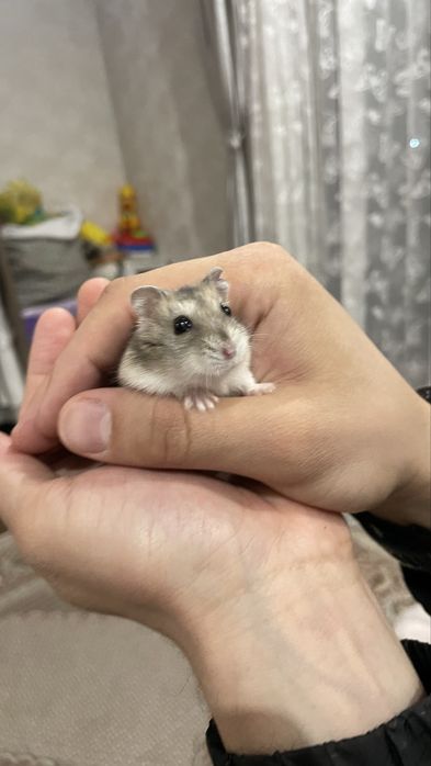 Продается хомячок