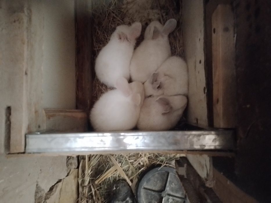 Куёнчалар соглом зотлик