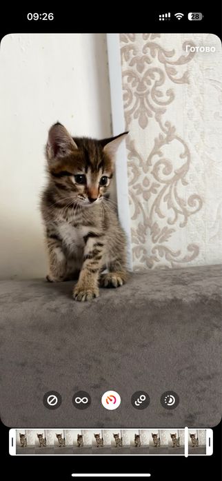 Ищем для котят дом