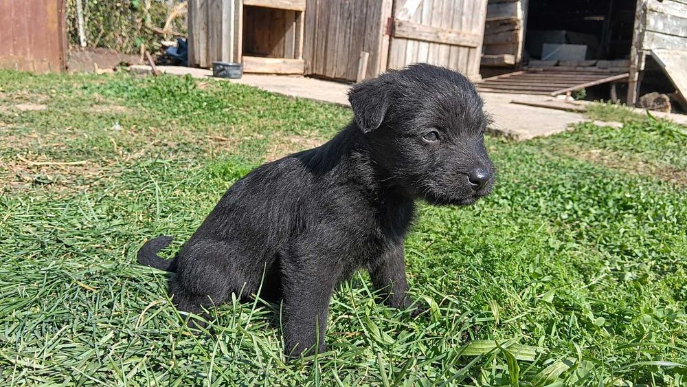 Puiuți Lagotto/spaniol de apă mix Malinois