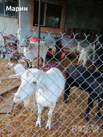 Продавам заплодени кози