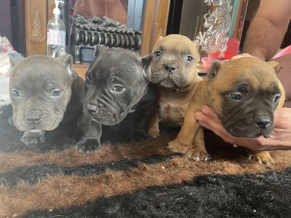 Американский  булли