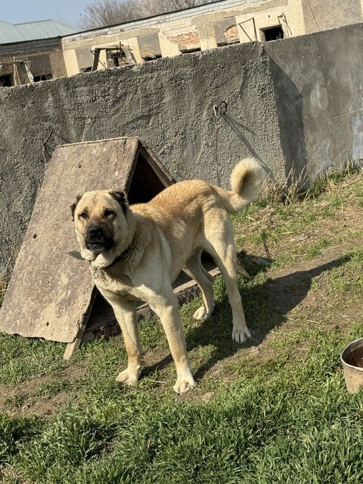 Кангал 1.5 года злой