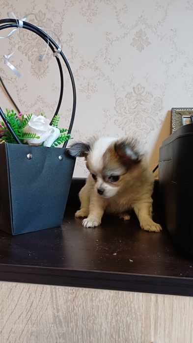 Продавам чихуахуа