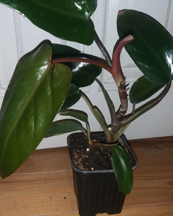 Продам комнатные цветы