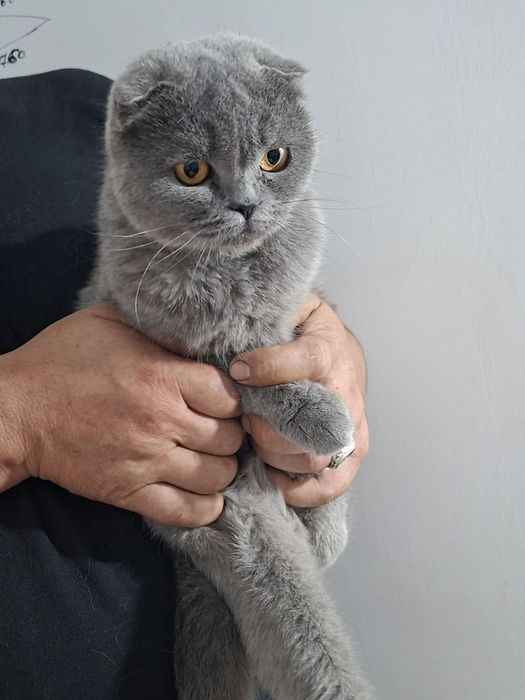 Продаётся молодая кошечка ,скотиш фолд .