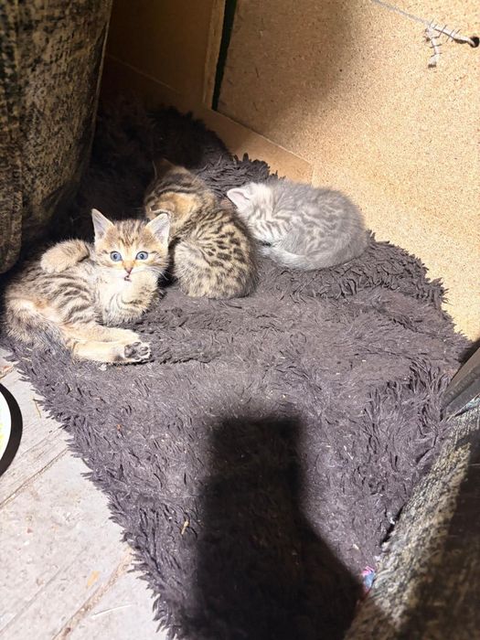 Отдам котят в добрые руки