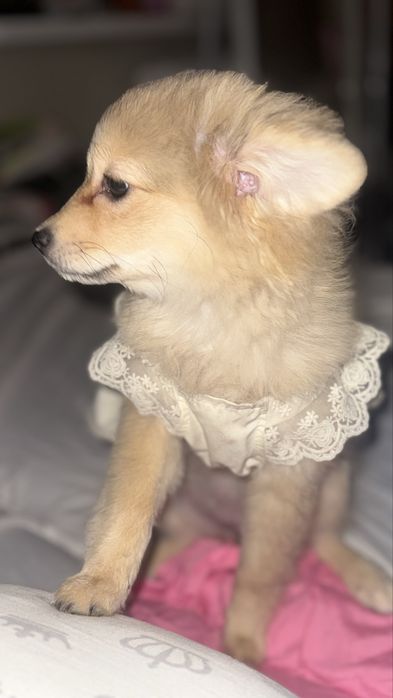 Отдам в доьрые руки немецкого шпица