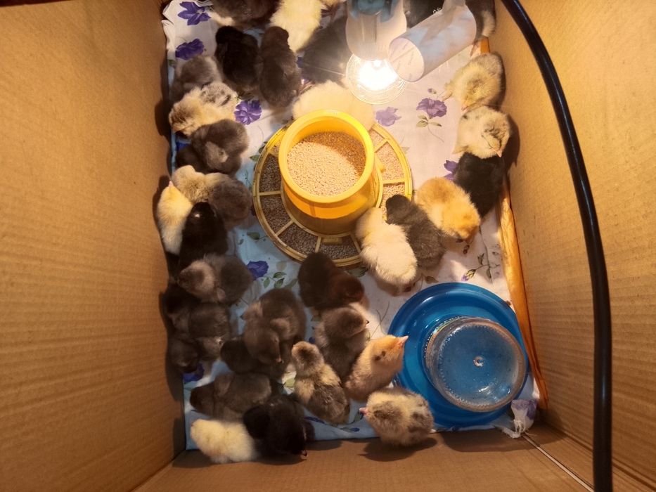 Продам домашних цыплят