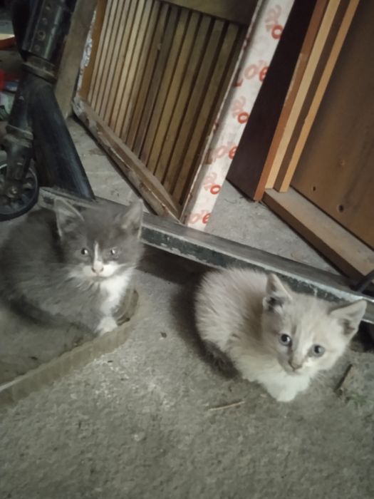 Отдам котят даром, мальчики.