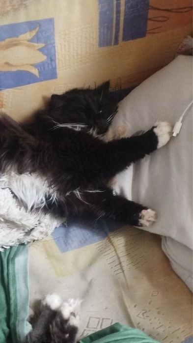 Срочно отдам кота