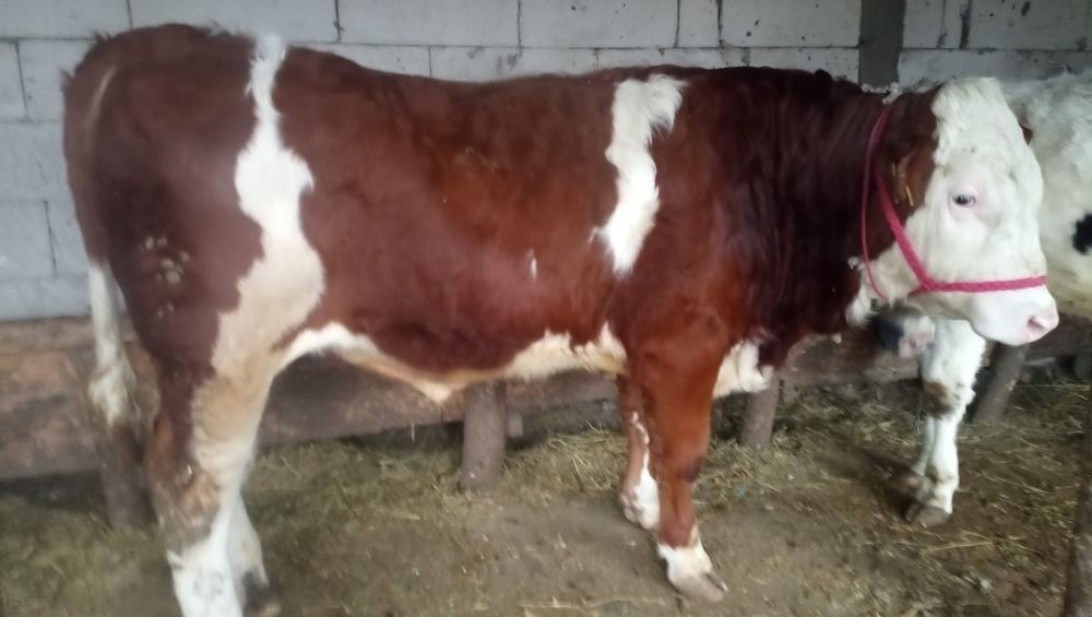 Vând taur original din montă