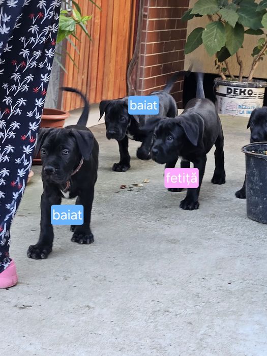 Cățeluși Cane Corso