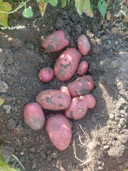 Vand cartofi albi si rosii