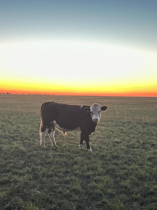 Подсос бұзаулар сатам