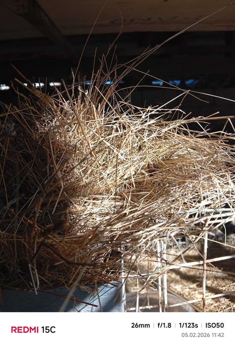 Сено для животных (скот)