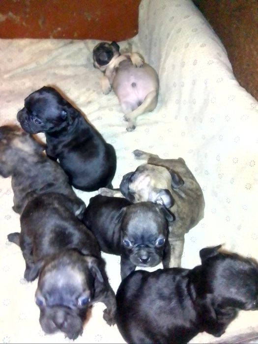 Продаю щенков французский бульдог бронируйте щенки уже готовы к продаж