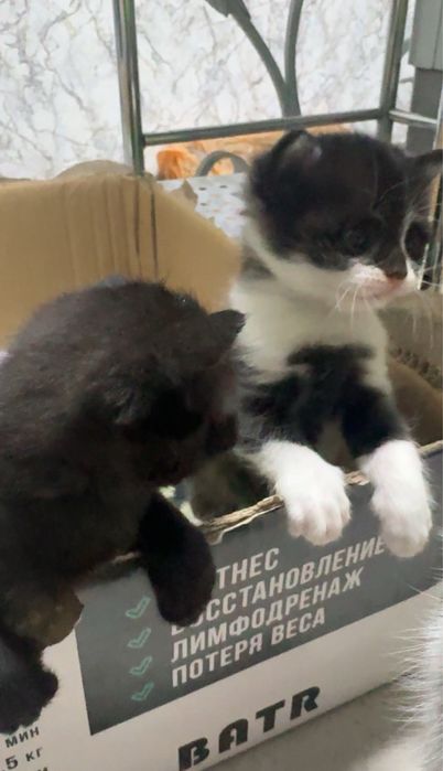 Котята в добрые руки
