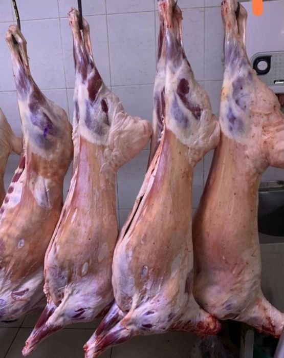 Кой кошкар семыз