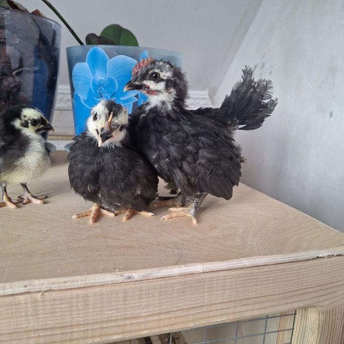 Курочки породы шабо