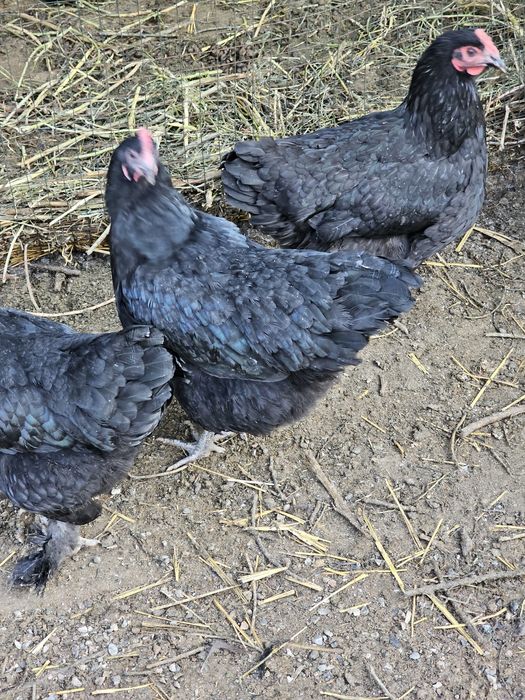 Кора шахзода,Валерий линия