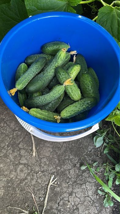 Огурцы домашние продам