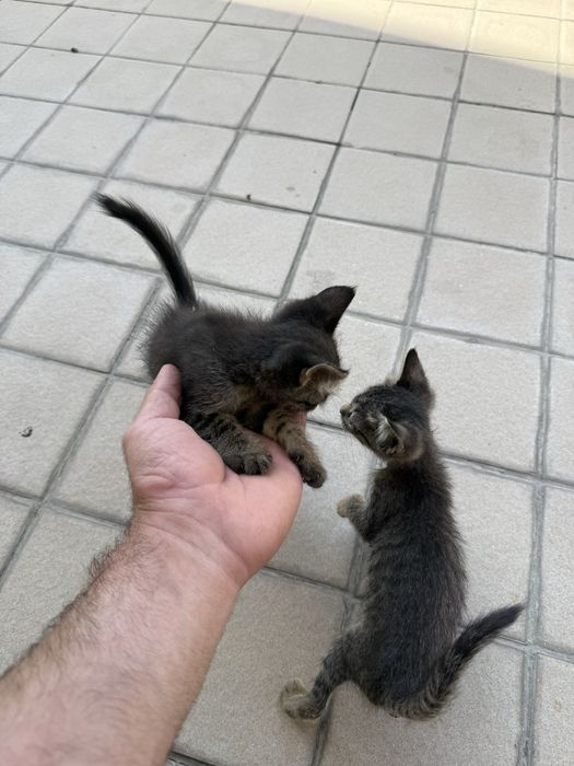 3-оя Котят отдаю в надежные руки