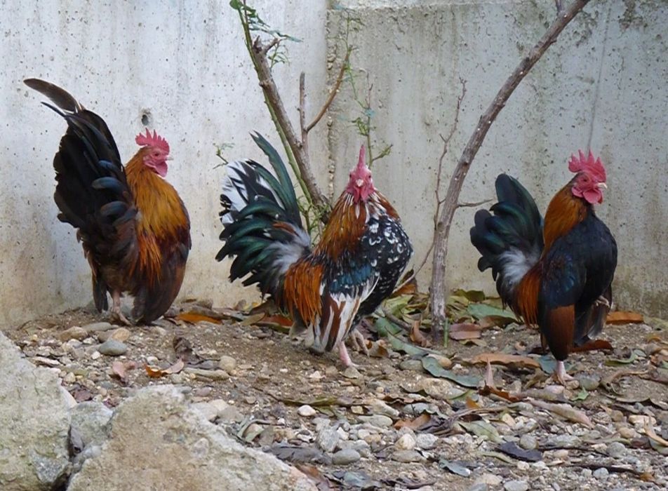 Yaponcha tuxumlari sotiladi