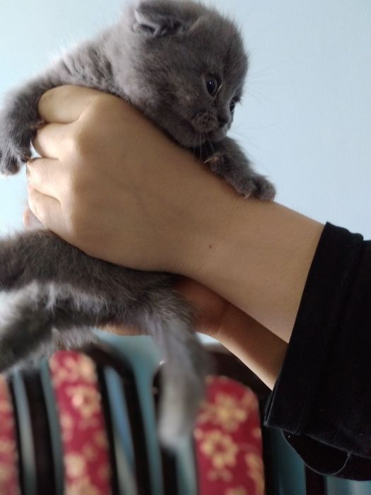 Чистокровные котята