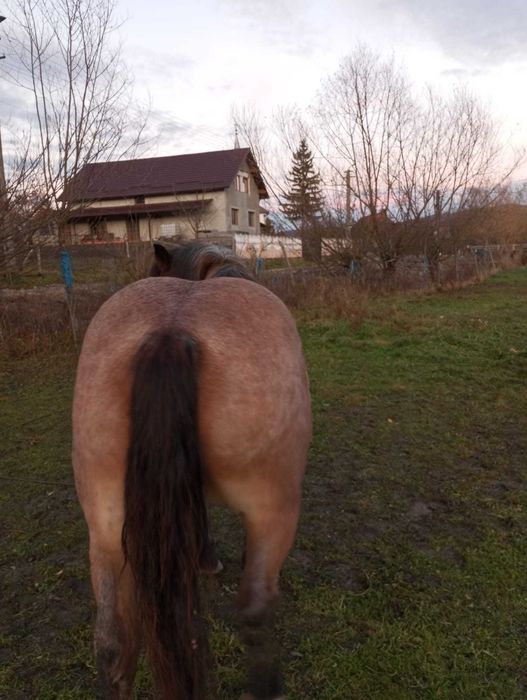 Vând iapă mânză gestantă – 2,5 ani, prima fătare