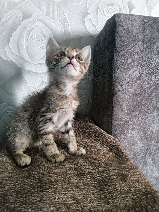 Отдам котенка(девочка)