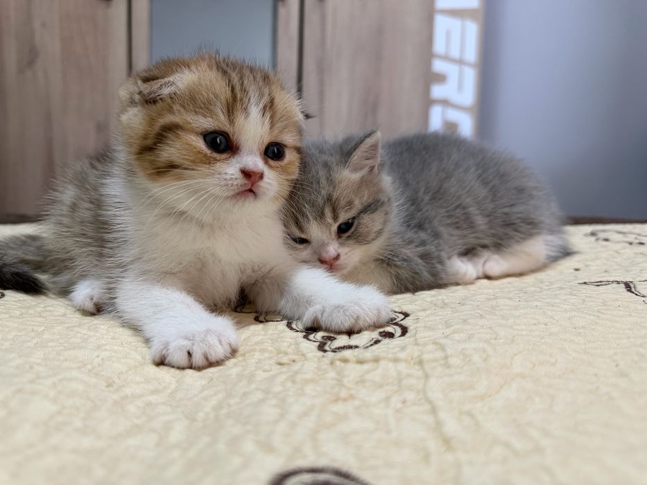 Puiuti British Shorthair si Scottish Fold