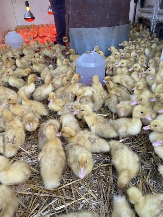 Vând ratâ peking !