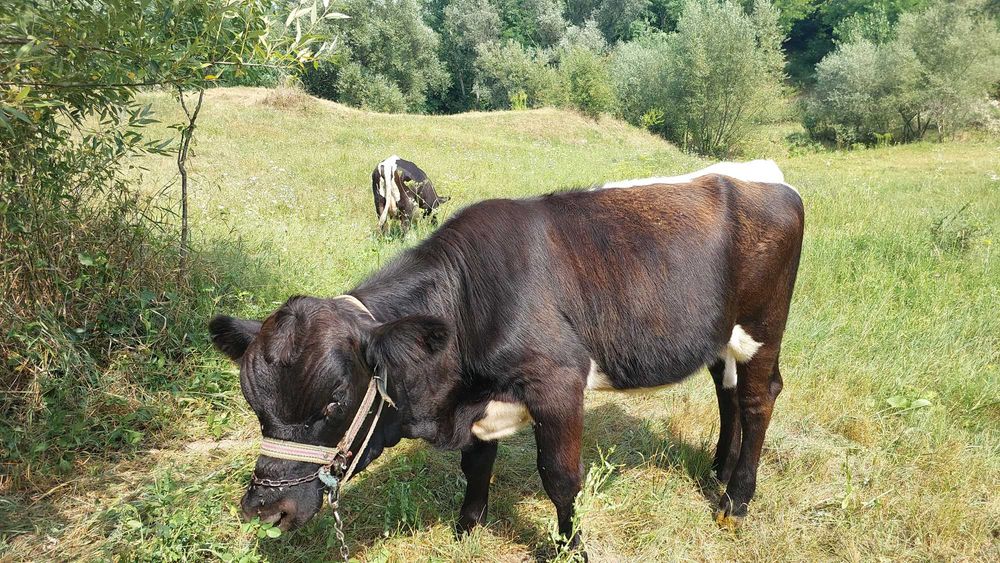 Vand vitica angus