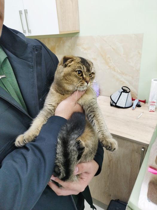 Scottish chinchila 8 ойли соглом насил олишга яхши