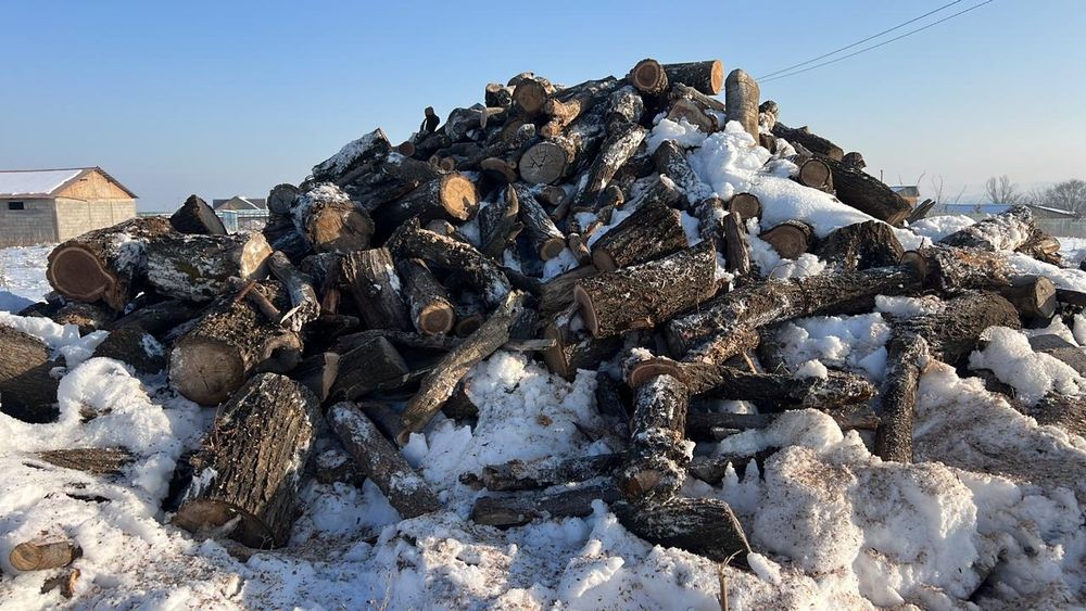 Карагач сухой для шашлика  қарағаш