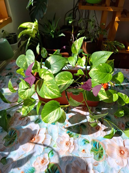 Lastari cu rădăcină de Epipremnum Aureum, 7 plăntuțe