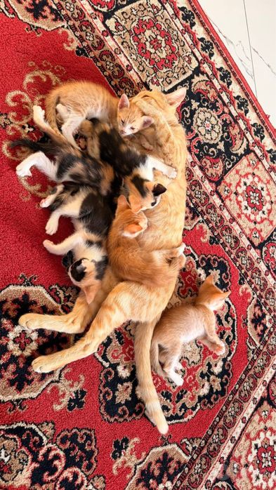 Отдам даром котят