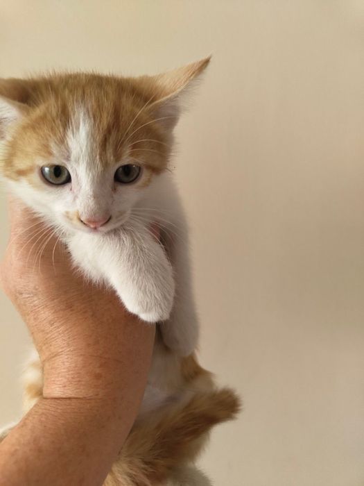 Котята 2,5 месяца бесплатно