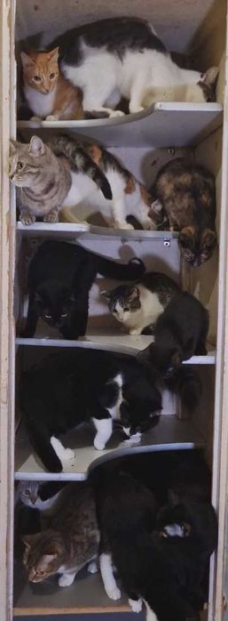 кот кошка котенок