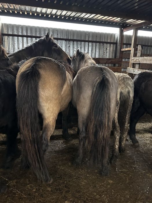 Кобыла бие молодняк