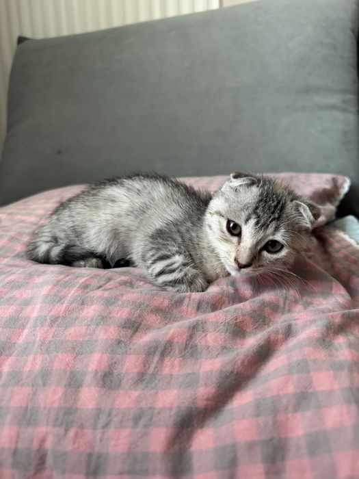 Котенок вислоухий шотландец